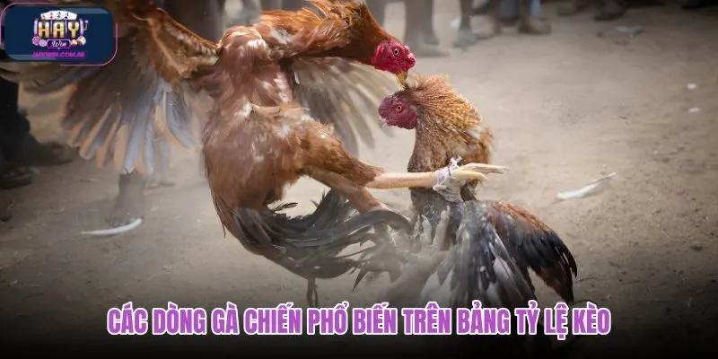 cac-dong-ga-chien-pho-bien-tren-bang-ty-le-keo cac-dong-ga-chien-pho-bien-tren-bang-ty-le-keo