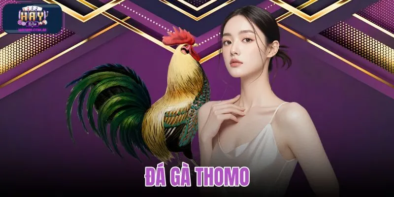 Đá gà Thomo