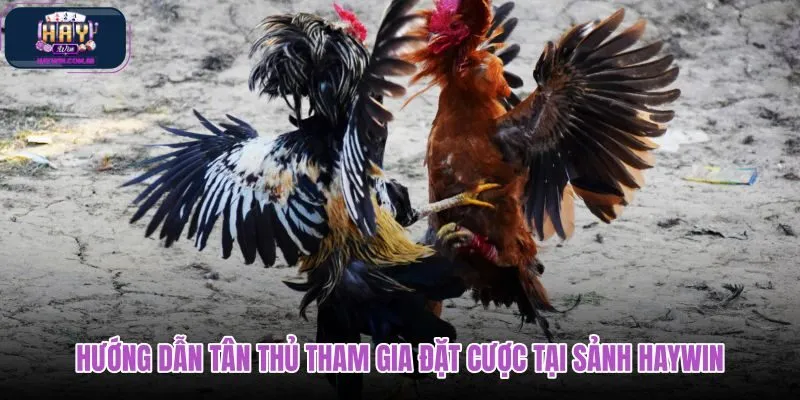 huong-dan-tan-thu-tham-gia-dat-cuoc-tai-sanh-haywin