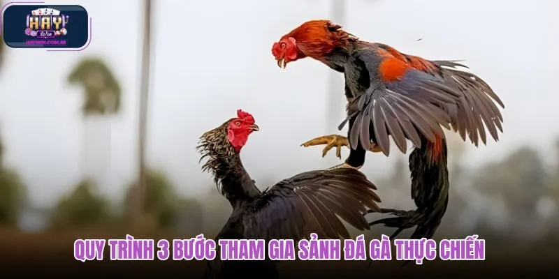 quy-trinh-3-buoc-tham-gia-sanh-da-ga-thuc-chien quy-trinh-3-buoc-tham-gia-sanh-da-ga-thuc-chien