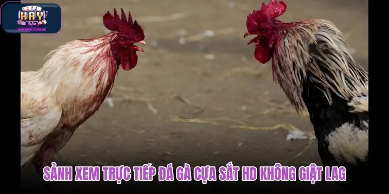 sanh-xem-truc-tiep-da-ga-cua-sat-hd-khong-giat-lag sanh-xem-truc-tiep-da-ga-cua-sat-hd-khong-giat-lag