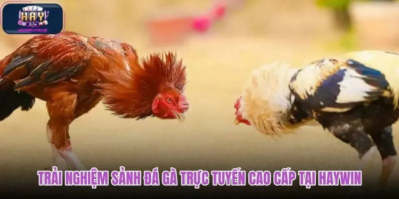 trai-nghiem-sanh-da-ga-truc-tuyen-cao-cap-tai-haywin